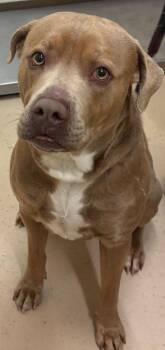 Pit Bull Terrier Dogs Available for Adoption - HOBO | PetCurious