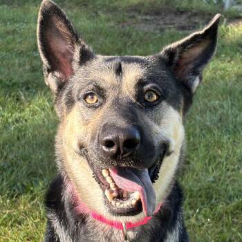 Chicharron -  German Shepherd Dog Dog for Adoption in Grayslake, Illinois - Chicharron | PetCurious