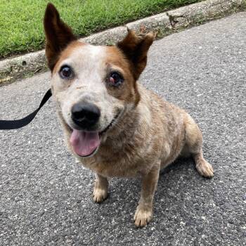 Cattle Dog Dogs Available for Adoption in Beaumont, Texas - Romy | PetCurious
