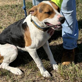 Rescue Hound Dogs for Adoption in Charles City, Virginia - S’ Mores | PetCurious