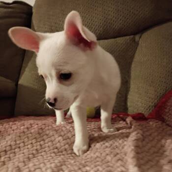 Chihuahua and Mixed Breed Dogs Available for Adoption in Shorewood, Illinois - Yogi | PetCurious