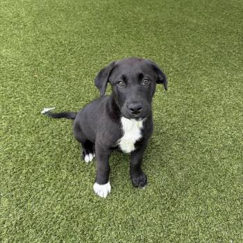 Mixed Breed Dogs Available for Adoption in Loxahatchee Groves, Florida - Blaze 4616 | PetCurious