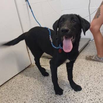 Arizona -  Mixed Breed Dog Available for Adoption in West Chester, Pennsylvania - Arizona | PetCurious