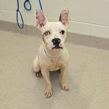 26-296 -  Boston Terrier Dog for Adoption in Lindenhurst, New York - 26-296 | PetCurious