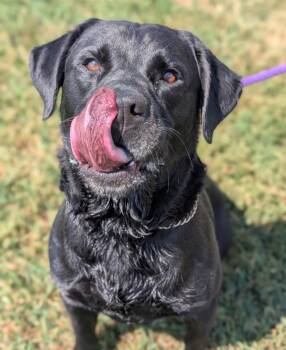 Rocket -  Labrador Retriever Dog for Adoption in Defiance, Ohio - Rocket | PetCurious