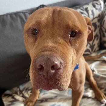 Neon -  Pit Bull Terrier Dog for Adoption in Kanab, Utah - Neon | PetCurious