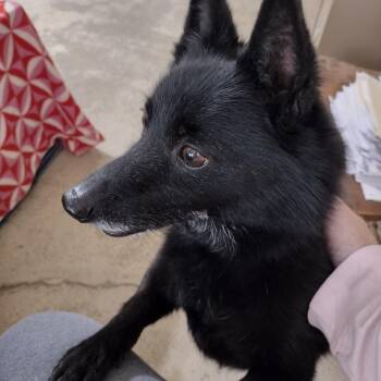 Schipperke Dogs Available for Adoption - Jingles | PetCurious