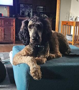 Oaklee -  Goldendoodle Dog for Adoption in Freedom, Wisconsin - Oaklee | PetCurious