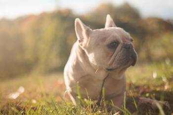 Rescue French Bulldog Dogs for Adoption in Gradyville, Kentucky - Jesinia | PetCurious