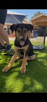 Brandy -  Hound and Shepherd Dog for Adoption in Albuquerque, New Mexico - Brandy | PetCurious