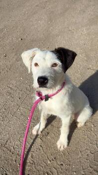 Terrier Dogs Available for Adoption in Los Angeles, California - Butters | PetCurious