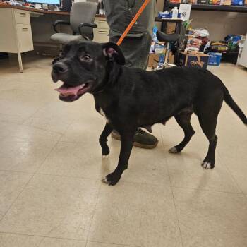 Fern -  Mixed Breed Dog for Adoption in Lake Panasoffkee, Florida - Fern | PetCurious