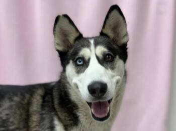 Siberian Husky Dogs Available for Adoption in Portland, Oregon - Chanel | PetCurious