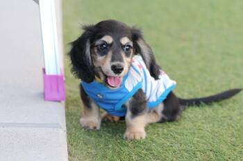 Rescue Miniature Dachshund Dogs for Adoption in Miami Beach, Florida - Floki  | PetCurious
