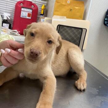 Labrador Retriever and Mixed Breed Dogs Available for Adoption - McIntosh | PetCurious