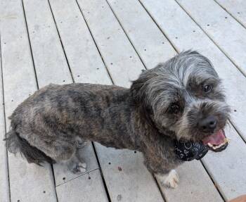 Rudy -  Shih Tzu Dog for Adoption in Olympia, Washington - Rudy | PetCurious