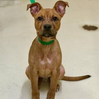 Scrappy Doo- 53036 -  Mixed Breed Dog for Adoption in Columbia, Maryland - Scrappy Doo- 53036 | PetCurious