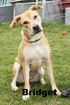 Mixed Breed Dogs Available for Adoption in Macomb, Illinois - Bridget | PetCurious