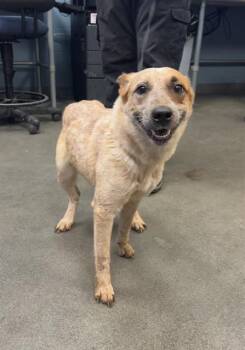 BEA ARTHUR -  Australian Cattle Dog Blue Heeler Dog for Adoption in San Antonio, Texas - BEA ARTHUR | PetCurious