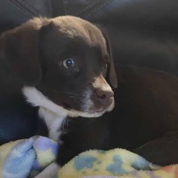 Brittany Spaniel and Mixed Breed Dogs Available for Adoption - Coco | PetCurious