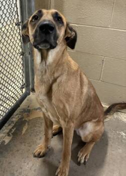 Rescue Shepherd and Mixed Breed Dogs for Adoption in West Memphis, Arkansas - Cordelia | PetCurious
