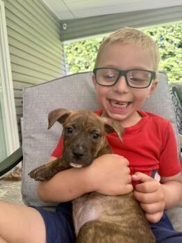 Hazel -  Pit Bull Terrier Dog for Adoption in Greenlawn, New York - Hazel | PetCurious