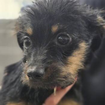 Red Collar -  Mixed Breed Dog Available for Adoption in Sonoma, California - Red Collar | PetCurious