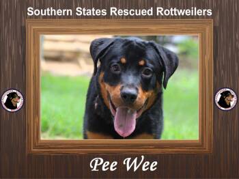 Rescue Rottweiler Dogs for Adoption in Arlington, Texas - Pee Wee | PetCurious