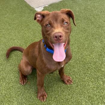 Chocolate Labrador Retriever and Mixed Breed Dogs Available for Adoption in Titusville, Florida - Rugged | PetCurious