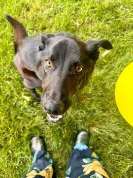 Eclipse -  German Shepherd Dog and Labrador Retriever Dog for Adoption in Malvern, Pennsylvania - Eclipse | PetCurious