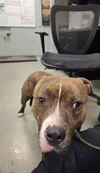 Rescue Mixed Breed Dogs for Adoption in Fallston, Maryland - Knox | PetCurious