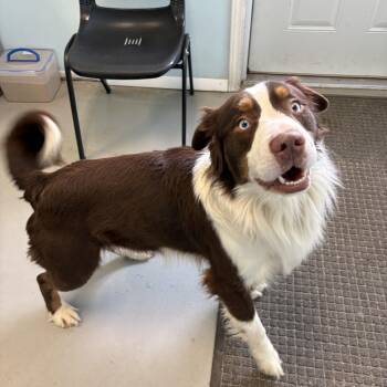 Mixed Breed Dogs Available for Adoption - Igor | PetCurious