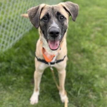 Mixed Breed Dogs Available for Adoption in Janesville, Wisconsin - Roo | PetCurious