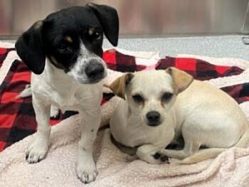 Rescue Chihuahua Dogs for Adoption in Tustin, California - WILL | PetCurious