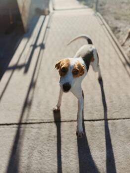 Treeing Walker Coonhound Dogs Available for Adoption - Myrtle | PetCurious