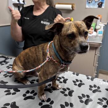 Oscar -  Boston Terrier and Chihuahua Dog for Adoption in Overland Park, Kansas - Oscar | PetCurious