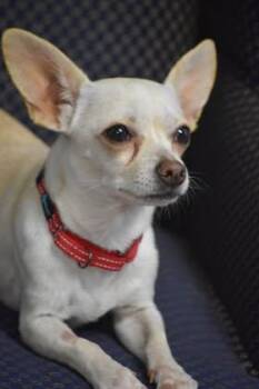 Rescue Chihuahua Dogs for Adoption in Edwards, Illinois - Elis | PetCurious