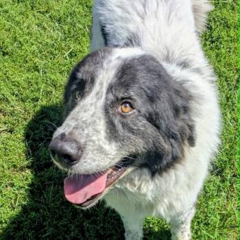 Georgie -  Mixed Breed Dog for Adoption in Jeffersonville, Indiana - Georgie | PetCurious