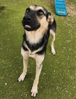 Chuko -  Mixed Breed and German Shepherd Dog Dog for Adoption in Austin, Texas - Chuko | PetCurious