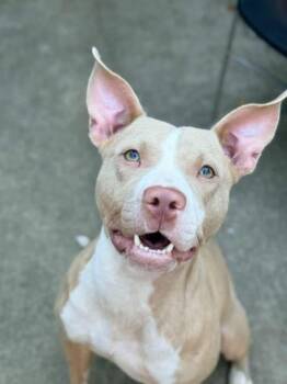 Inaya -  Pit Bull Terrier Dog for Adoption in Chicago, Illinois - Inaya | PetCurious