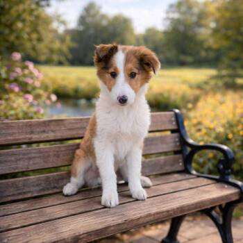 Rough Collie Dogs Available for Adoption - Martini | PetCurious
