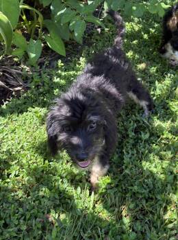 Wickham -  Bernese Mountain Dog and Poodle Dog for Adoption in Valrico, Florida - Wickham | PetCurious
