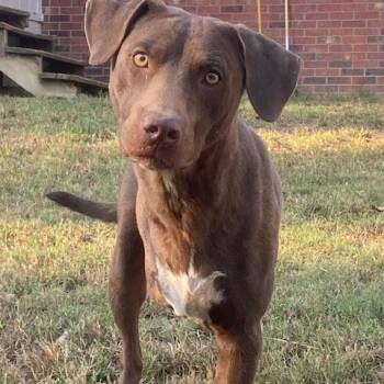 Rescue Chocolate Labrador Retriever and Hound Dogs for Adoption in Water Valley, Mississippi - Steve | PetCurious