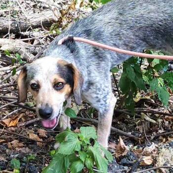 Felix -  Beagle and Australian Cattle Dog Blue Heeler Dog for Adoption in Fairfax, Virginia - Felix | PetCurious