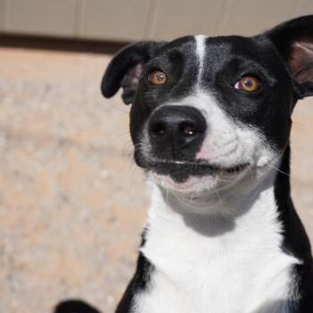 Rescue Pit Bull Terrier Dogs for Adoption in El Paso, Texas - Copper | PetCurious