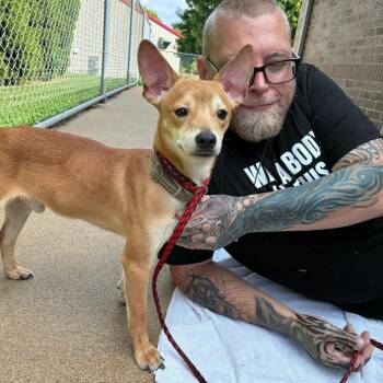 Venus -  Shiba Inu and Mixed Breed Dog for Adoption in Dixon, Illinois - Venus | PetCurious