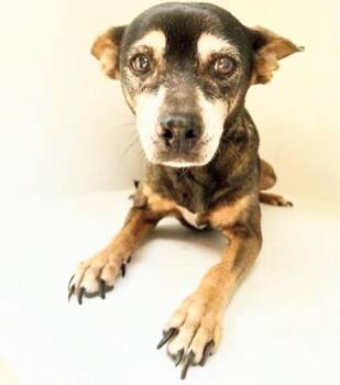 A659522 -  Chihuahua and Mixed Breed Dog for Adoption in Houston, Texas - A659522 | PetCurious