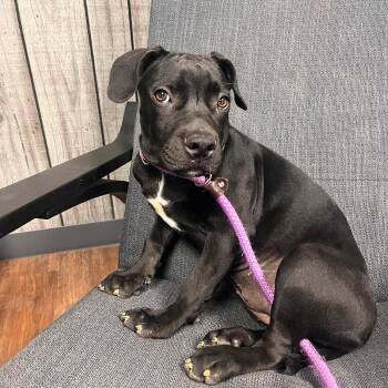 Jeannette -  Mixed Breed Dog for Adoption in East Peoria, Illinois - Jeannette | PetCurious