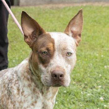 Pointer Dogs Available for Adoption in Slidell, Louisiana - Phillip | PetCurious