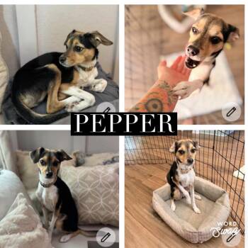 Chihuahua and Jack Russell Terrier Dogs Available for Adoption - Pepper | PetCurious